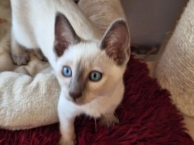 Siam, Thaikatzen,  Thaikitten mit Stammbaum