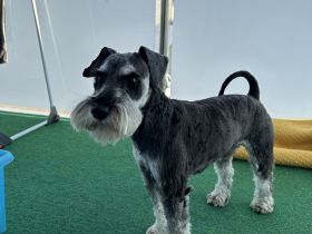 Deckrüde Zwergschnauzer