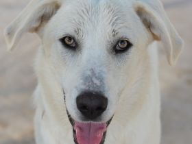 Hanna, geb. ca. 01/2024, lebt in GRIECHENLAND, im städt. Tierheim Serres