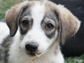 Kora, Lilia, Moila, geb. ca. 05/2024, lebt in GRIECHENLAND, auf einer privaten Pflegestelle