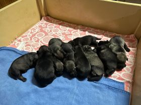 Mittelschnauzerwelpen Pfeffer/Salz