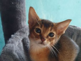 Abessinier Kitten