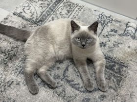 Britisch Kurzhaar Kater