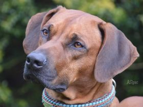 Rhodesian Ridgeback Welpen -abgabebereit-