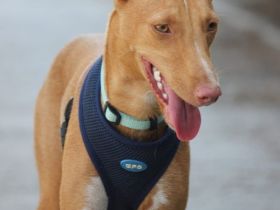 Bambi möchte ein liebevolles Zuhause!