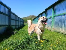 Freigeist Sheldon sucht ein Zuhause