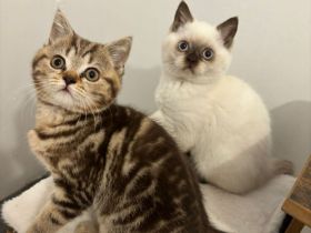 Wunderschöne reinrassige Kitten suchen ein neues liebevolles Zuhause