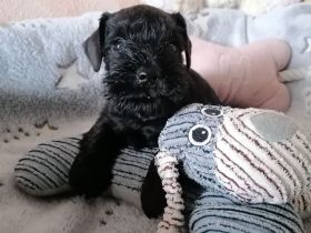 Zwergschnauzerrüde (schwarz) WT: 08.08.2024