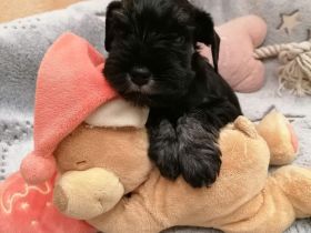 Zwergschnauzerhündin (schwarz-silber) WT: 31.07.2024