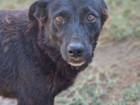 Melou, freundlich, anhänglich, liebt Menschen