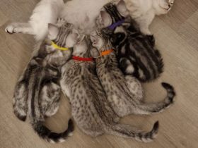 BKH Reinrassige SilverTabby Kitten