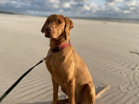 Chilly sucht ein zu Hause