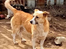 Pitzi, ein kleiner knuffiger kerl, der ein Körbchen sucht