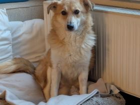 Unsere liebe Titos sucht ihr Glück