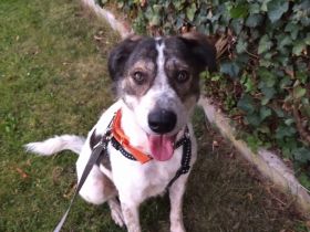 Hübsche Colliemischlingshündin sucht Sofaplätzchen