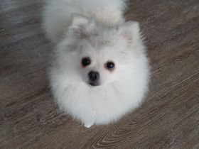 Zwerg Spitz zu verkaufen