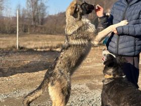 Bingo sucht seinen Hauptgewinn!