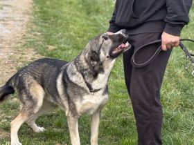 Bingo sucht seinen Hauptgewinn!