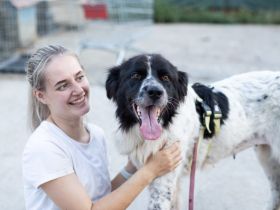 Die wunderschöne Kelly sucht tierliebe Menschen!