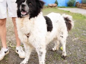 Die wunderschöne Kelly sucht tierliebe Menschen!