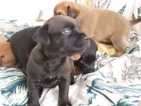 Wundervolle Welpe Hündin sucht ihr Zuhause