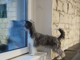 Chinese crested dog powderpuff