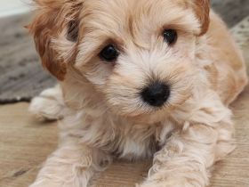 **Schnoodle-Welpen** Herzensbrecher auf vier Pfoten