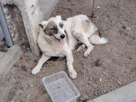 Kalea auf der Suche nach dem Glück