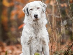 Leopold steckt voller Leben