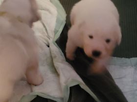 Pyrenäenberghund Welpen