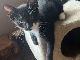 2 Baby-Katzen, 12 Wochen alt, abzugeben