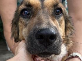 Melica, geb. ca. 09/2023, lebt in GRIECHENLAND, auf einer privaten Pflegestelle