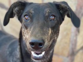 Nyota, geb. ca. 09/2023, lebt in GRIECHENLAND, im städt. Tierheim Serres