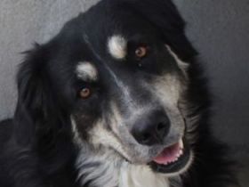 Jilly, geb. ca. 03/2023, lebt in GRIECHENLAND, im städt. Tierheim Serres