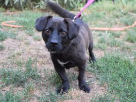 Benji, kleiner, aufgeschlossener, freundlicher Mischlingsrüde sucht Körbchen, 2 Jahre alt, 34 cm