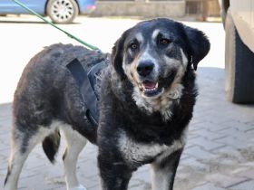 Tina wünscht sich ein Zuhause!