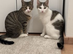 Dringend Neues Zuhause für meine beiden Schmusekätzchen