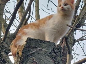 Katzenbaby Katzenbabys Norwegischer Waldkatzenmix