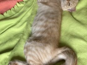 Mein kleines Katzenbaby sucht ein neues Zuhause