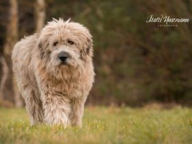 Schenkst du Dingdong ein neues Leben?