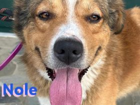 Nole, 01/22  - Goldschatz sucht Familie