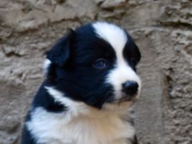 Border Collie Welpen