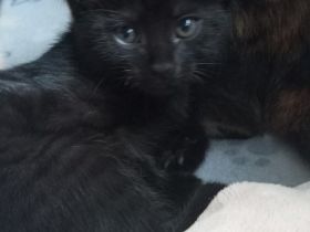 Katzenkinder suchen ein Zuhause