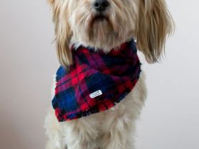 Reinrassiger Havaneser Rüde sucht Hündin… (Deckrüde)