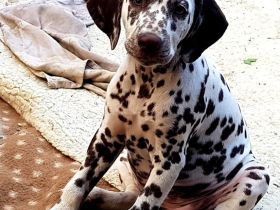 Zuckersüße Dalmatiner Welpen