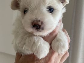 Malteser-Welpenrüde sucht ein liebevolles Zuhause!