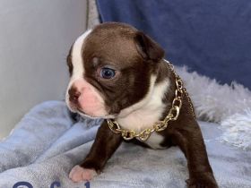 Boston Terrier in Farbe mit Näschen