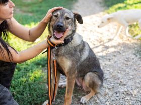 Schenkst du Lady Silver Geborgenheit?