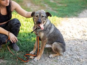 Schenkst du Lady Silver Geborgenheit?