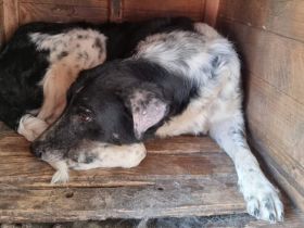 Kannst du Sina ein ruhiges Zuhause bieten?